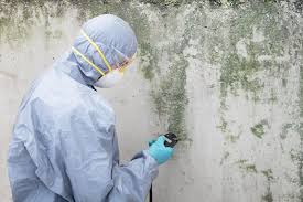 Best Water Damage & Mold Remediation  in Webb City, MO